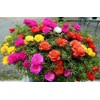 Seeds Moss Rose Double Mix Portulaca Annual Flowers