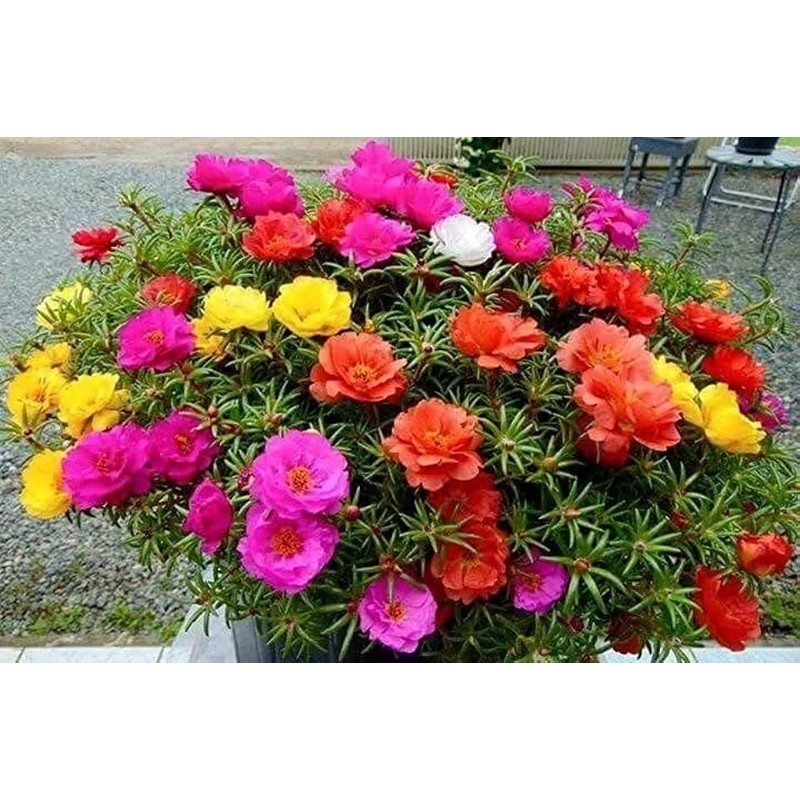 Seeds Moss Rose Double Mix Portulaca Annual Flowers