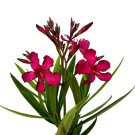 Hardy Red Oleander – 3 gal - Red Flowers on a Large Evergreen Shrub with a Tropical Appeal – Zones 8-10 - Nerium Oleander 'Hardy Red' - 3 Gallon Pot