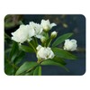 Lady Banks White Rose Bush Live Plant Heirloom Thornless Antique
