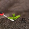 KLDOLLAR Weed Puller Tool, Dandelion Weeder Puller Tool with Soft