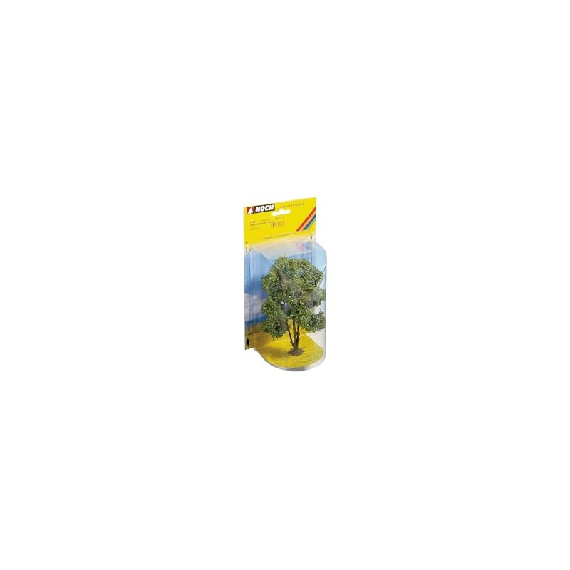Noch 21660 - Acacia ramificata 15 cm