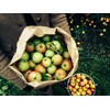 Willy's Organic ACV Apple Cider Vinegar with Mother - Probiotocs