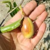 Jujube T612A (2) Ant Admire Jujube Tree 8" Thin Cuttings