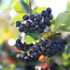 Domestic Aronia Berry Powder Powder Black Chalk Kings King's Fruit