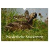 Possierliche Stockenten (Wandkalender 2026 DIN A4 quer), CALVENDO Monatskalender