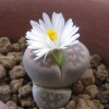 Mixed White Flower Lithops Seeds, Succulent Plants, 100pcs/pack