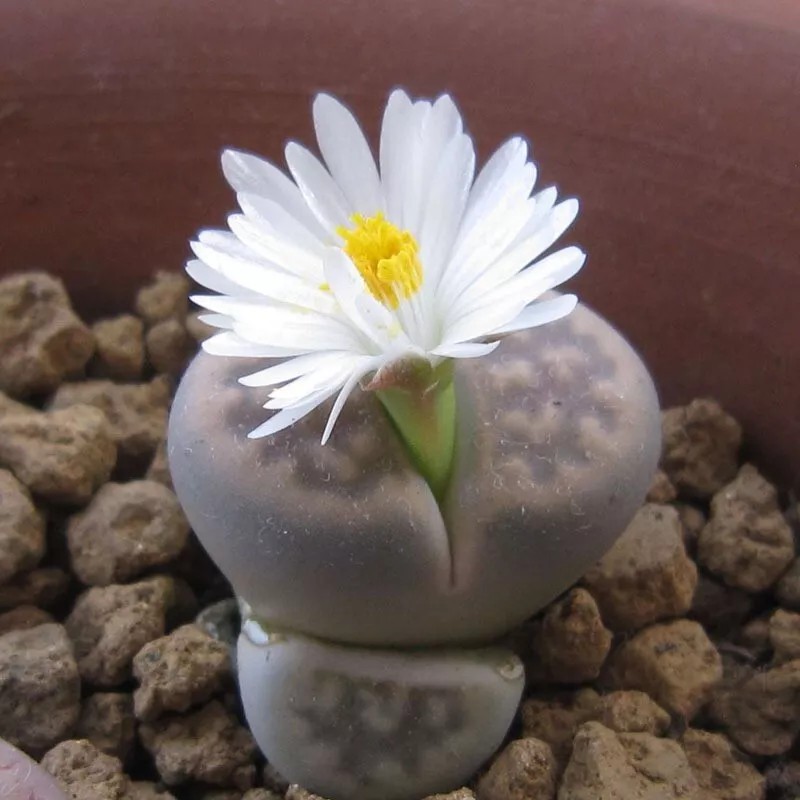 Mixed White Flower Lithops Seeds, Succulent Plants, 100pcs/pack