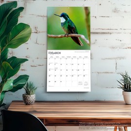 Hummingbirds | 2026 12 x 24 Inch (Hanging) Monthly Square Wall Calendar | Foil Stamped Cover | Plastic-Free | BrownTrout | Animals Wildlife