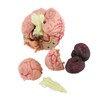 1pc Disassembled Anatomical Human Brain Model Medical Teaching Tool Toy