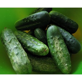 100+ Cucumber Seeds- Boston Pickling Heirloom