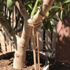 Plant Crutch Support for Drooping Stems or Branches | 4