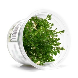 SubstrateSource Live Aquarium Plant - Rotala rotundifolia Manipurensis - Snail Free in-Vitro Easy Care Freshwater Aquatic Plants for Aquascaping, Med - High Light, Moderate Growth - Tissue Culture