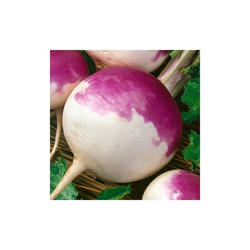 Everwilde Farms - 1/4 Lb Purple Top White Globe Turnip