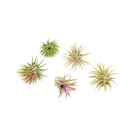 Air Plants Ionantha Mexican - Colors and Shape Varies Due to Seasonality-Live Tillandsia Succulent House Plants - Available in Wholesale and Bulk - Home and Garden Decor-Easy Care Plants (Pack of 5)