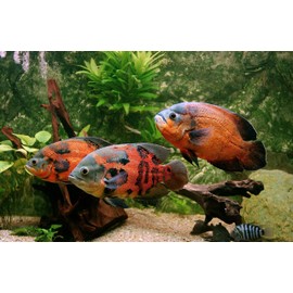 AQUATICBLENDEDFOODS Large Floating PELLETS 6.5 with Krill & SPIRULINA for Koi,Oscar,Pond Fish,Cichlids,A15 (8oz)