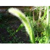 Fresh Giant Bristlegrass Setaria magna 1-gram Native Grass Birds Fresh