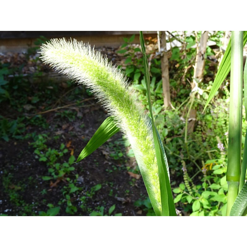 Fresh Giant Bristlegrass Setaria magna 1-gram Native Grass Birds Fresh