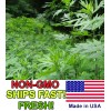 Honest Seed Co Mugwort Seeds (Artemsia-Vulg - 500+