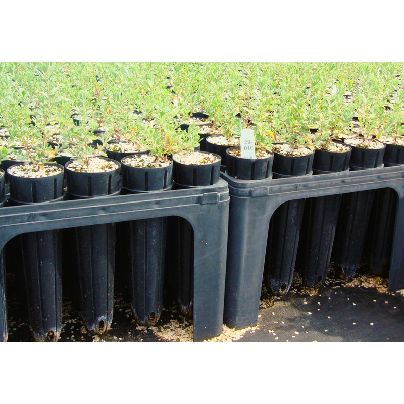 Stuewe & Sons – Deepot 20 Cavity Tray with D40L
