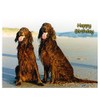 Irish Red Setter Birthday Card