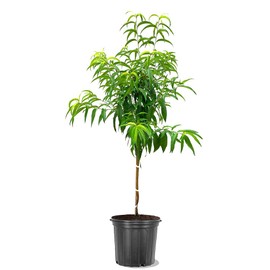 Elberta Peach Tree, Fruit Bearing, Heirloom Variety, Self Polinator, Tree Height 2-3 ft Tall, 5 gal Nursery Pot (Due to Agricultural Laws, we Cannot Ship to CA, AZ, AK, or HI)