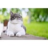 PET SUPPLEMENTS & NUTRITION LLC cat Immune System - CAT