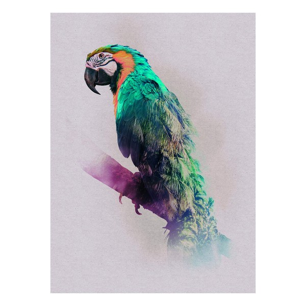 Komar Wall Picture | Animals Paradise Parrot | Poster Picture Living Room Bedroom Decoration Art Print | No Frame | P083B-30x40 | Size: 30x40 cm (Width x Height)