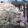 Uno 千代 Shiawase Scented Cones 20 Pack of Incense Sticks Included)