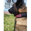 Collar Táctico Para Perro Con Parche De Datos Personalizado