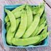 Mai's Family Oregon Sugar Pod II Snow Pea Seeds, Organic,