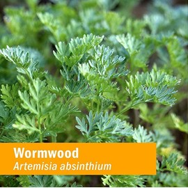 Herb Pharm Certified Organic Wormwood Liquid Extract for Digestive System Support - 4 Ounce