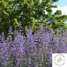4 Live Catmint Plants – Starter Size – Flowering Nepeta Perennial Pollinator Plants – Lavender Colored Blooms – Bee & Butterfly Friendly – Drought Tolerant – Deer Resistant – 4” Tall Plugs