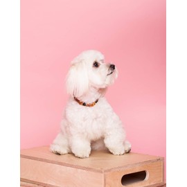 Amber collar for dogs, amber chain dog and cat, tick protection dogs and cat, Baltic amber raw from Lithuania, amber chain for dogs