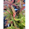 Jade RARE 2 STUNNING Crassula Capitella 'Campfire' with roots- Jade