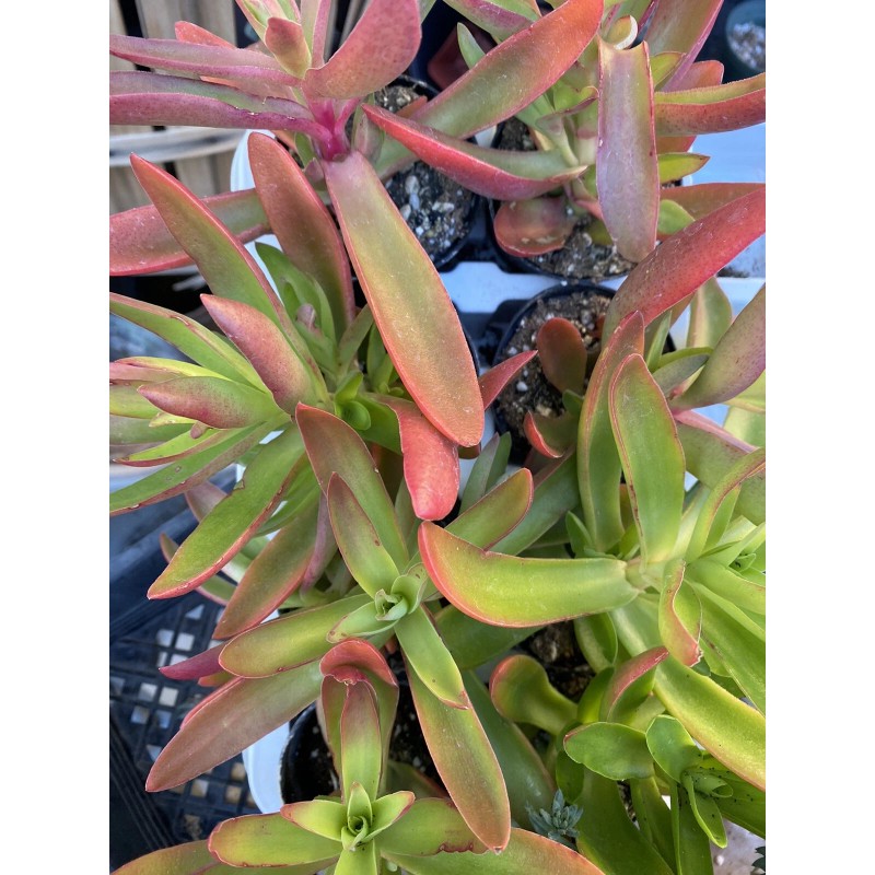 Jade RARE 2 STUNNING Crassula Capitella 'Campfire' with roots- Jade