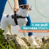 Joyride Harness 2.0 - The Original Side Ring No Pull