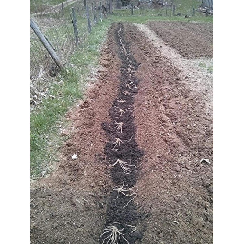 10 extra large 2nd year Green Asparagus Plants/roots with