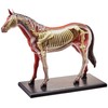 Tedco 4D Vision Horse Model