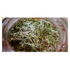 PREMIER SEEDS DIRECT - Organic Sprouting Seeds - Alfalfa -