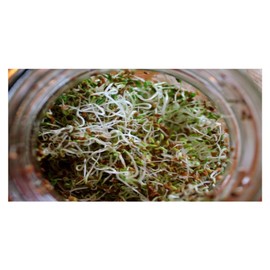 PREMIER SEEDS DIRECT - Organic Sprouting Seeds - Alfalfa - 40 GM