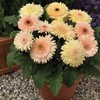 Gerbera Daisy Seeds 15 Seeds Gerbera Cartwheel Chardonnay