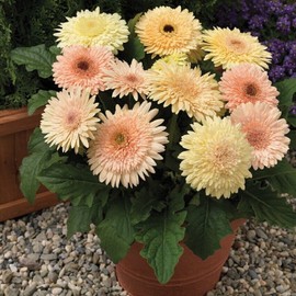 Gerbera Daisy Seeds 15 Seeds Gerbera Cartwheel Chardonnay