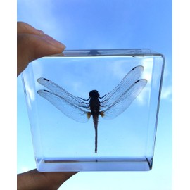 Dragonfly Paperweights Specimen for Science Education Paperweight for Book for Office for Desk