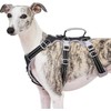 Huntboo Escape Proof Harness, No Slip Dog Harness Escape Proof,
