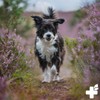 ReaVET Senior Complete Powder for Older Dogs - Minerals, Amino