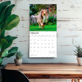 Collies | 2026 12 x 24 Inch (Hanging) Monthly Square Wall Calendar | BrownTrout | Animals Dog Breeds