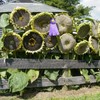 50+ Giant Mongolian Sunflower Seeds --- NON GMO -- HEIRLOOM