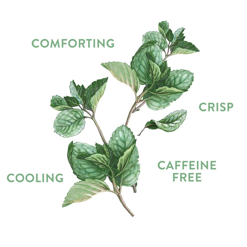 Choice Organics - Organic Peppermint Tea (6 Pack) - Compostable
