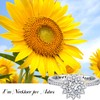 Sunflower Cremation Jewelry Urn Ring: 925 Sterling Silver Ashes Ring